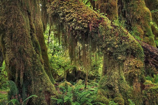 Jones, Adam 아티스트의 Big Leaf Maple tree draped with Club Moss-Hoh Rainforest-Olympic National Park-Washington State작품입니다.